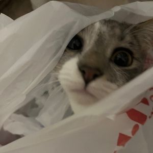 Meet your Posher, Noah